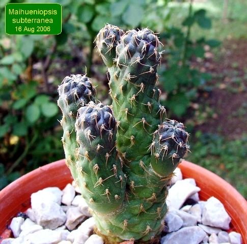 Maihueniopsis _subterranea _08